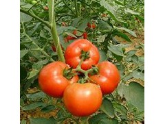 江门蔬菜配送中配送番茄的小技巧